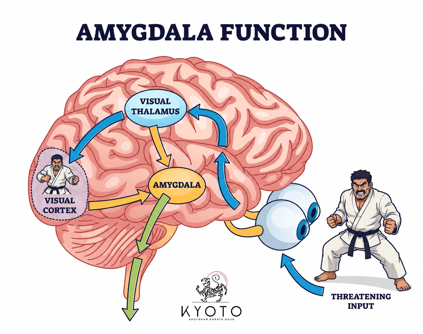 Kyoto Karate - Amygdala Function