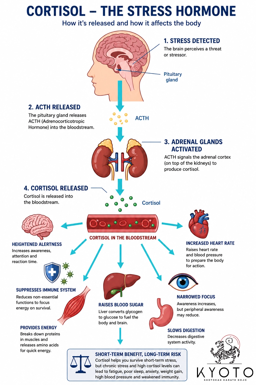 Kyoto Karate - Cortisol - The Stress Hormone