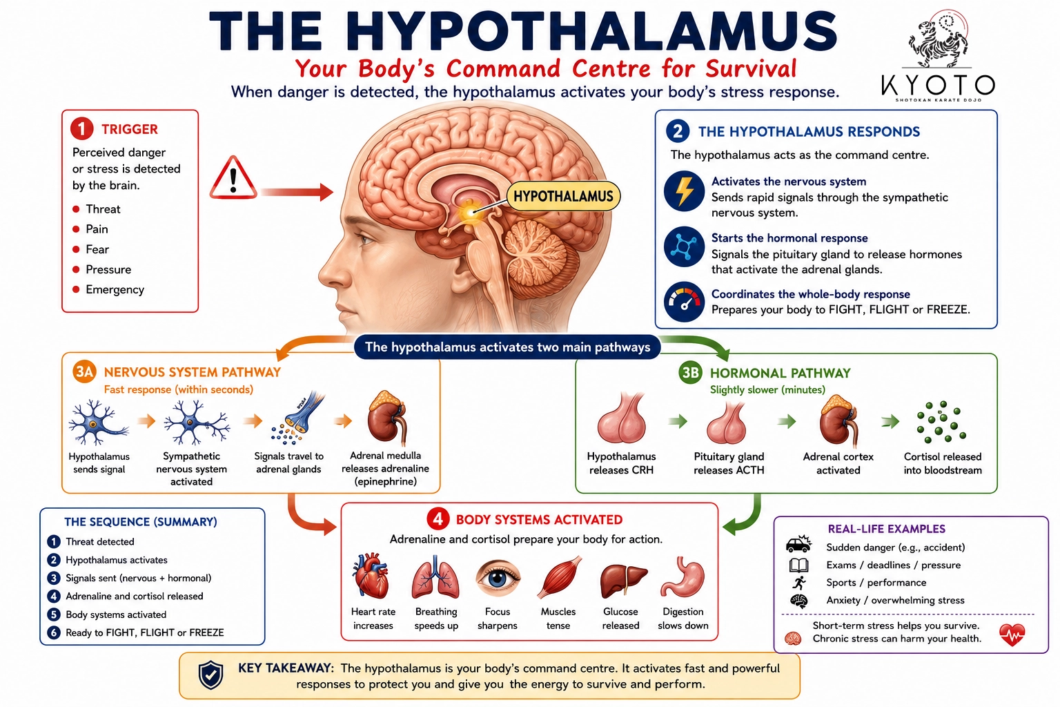 Kyoto Karate - The hypothalamus